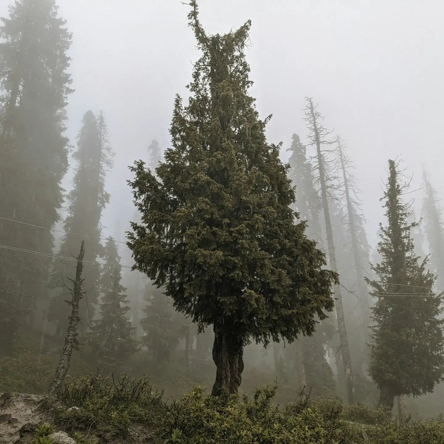Snow-covered landscape in Gulmarg, Kashmir